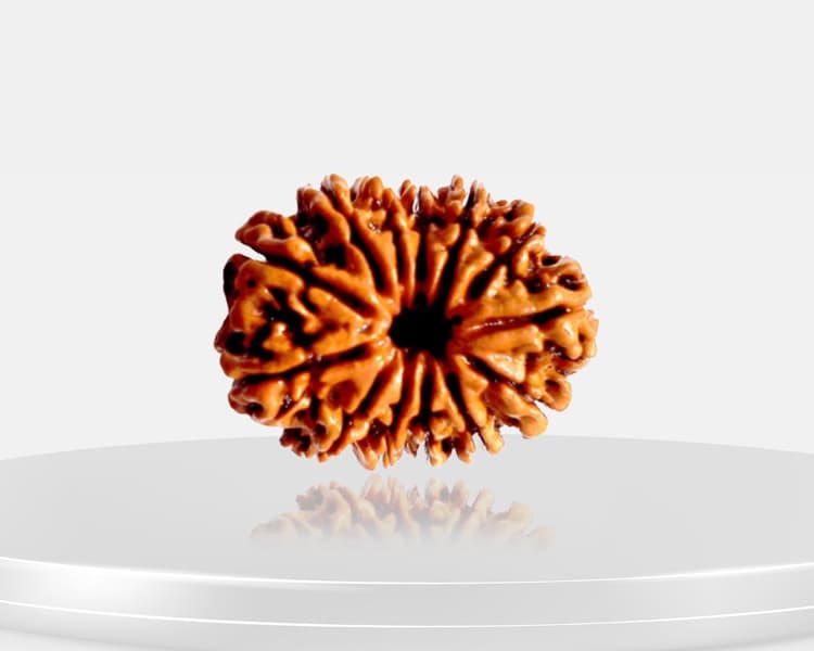 13 Mukhi Rudraksha