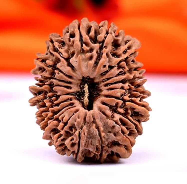 20 Mukhi Rudraksha