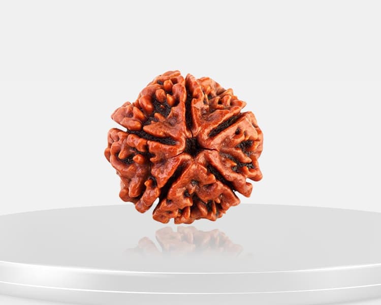 6 Mukhi Rudraksha