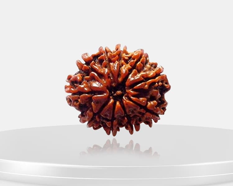 10 Mukhi Rudraksha