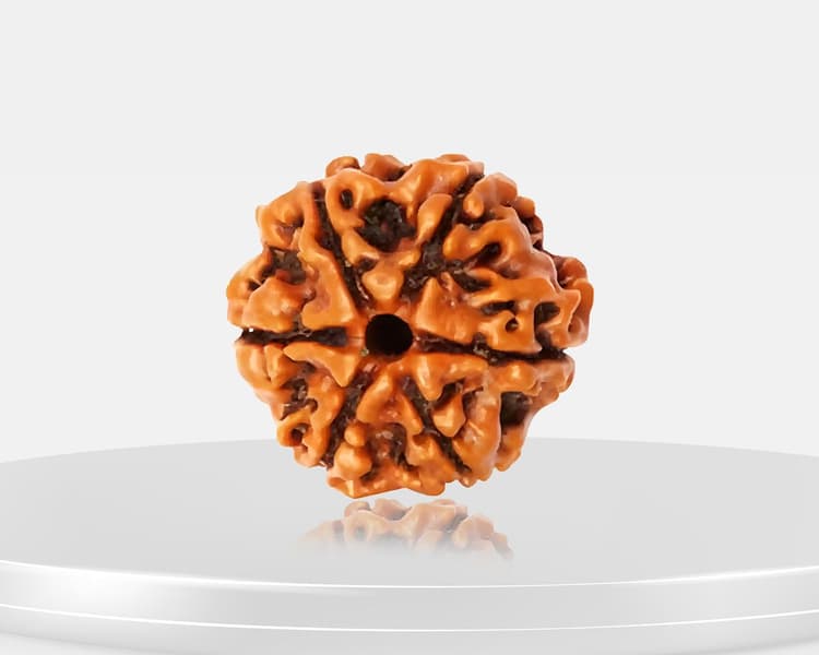 6 Mukhi Rudraksha