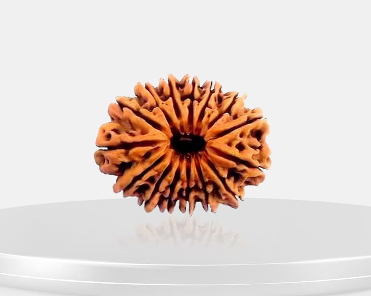 15 Mukhi Rudraksha